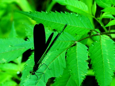 クロハネトンボ　7.18　2016　ｐ