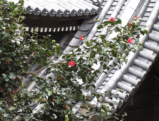 屋根と山茶花