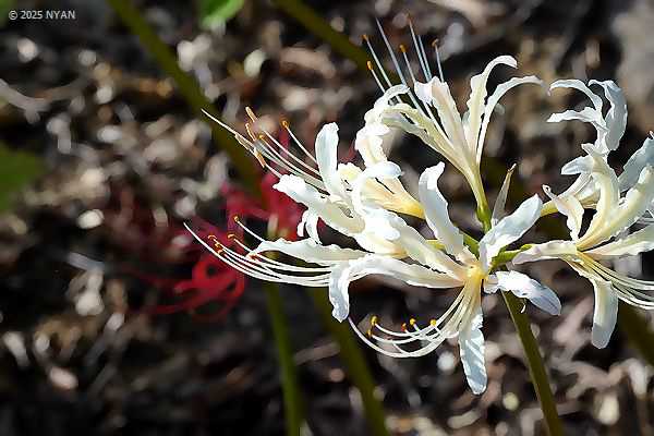 ヒガンバナ（彼岸花、ヒガンバナ科）