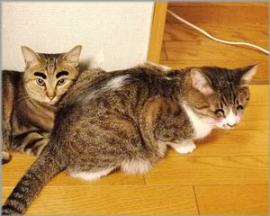 やた～♪
