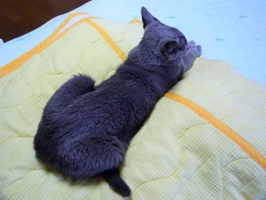 P1240638 - コピー (2).JPG