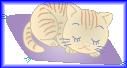 sleeping cat