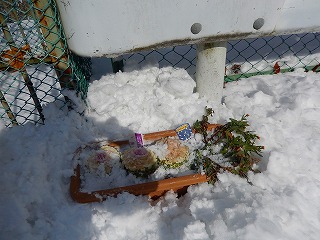 雪まみれ２