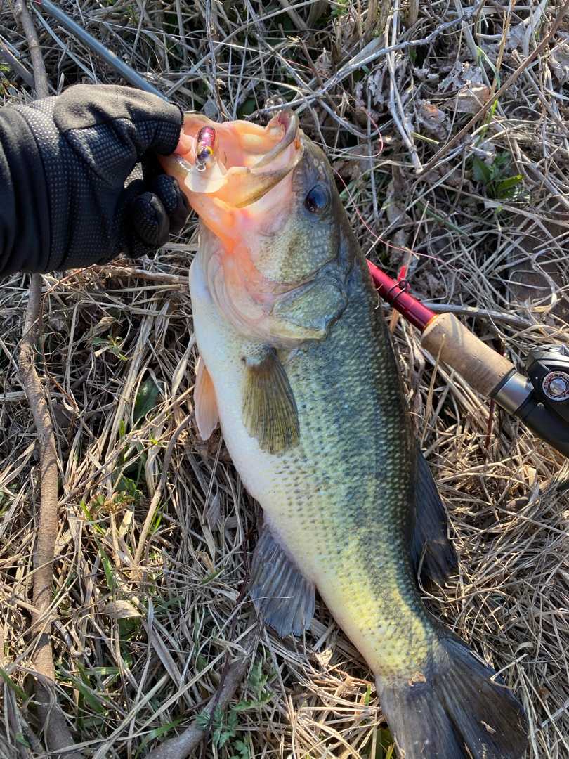 ブラックバス たとえ火の中 水の中 楽天ブログ