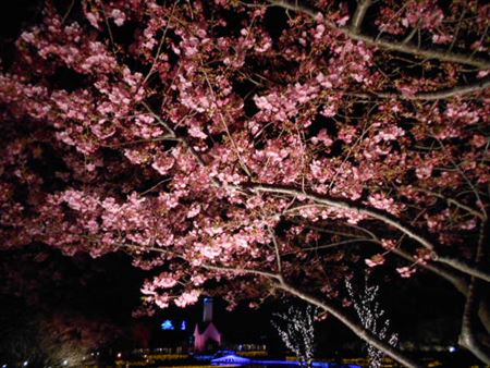 なばなの里の河津桜