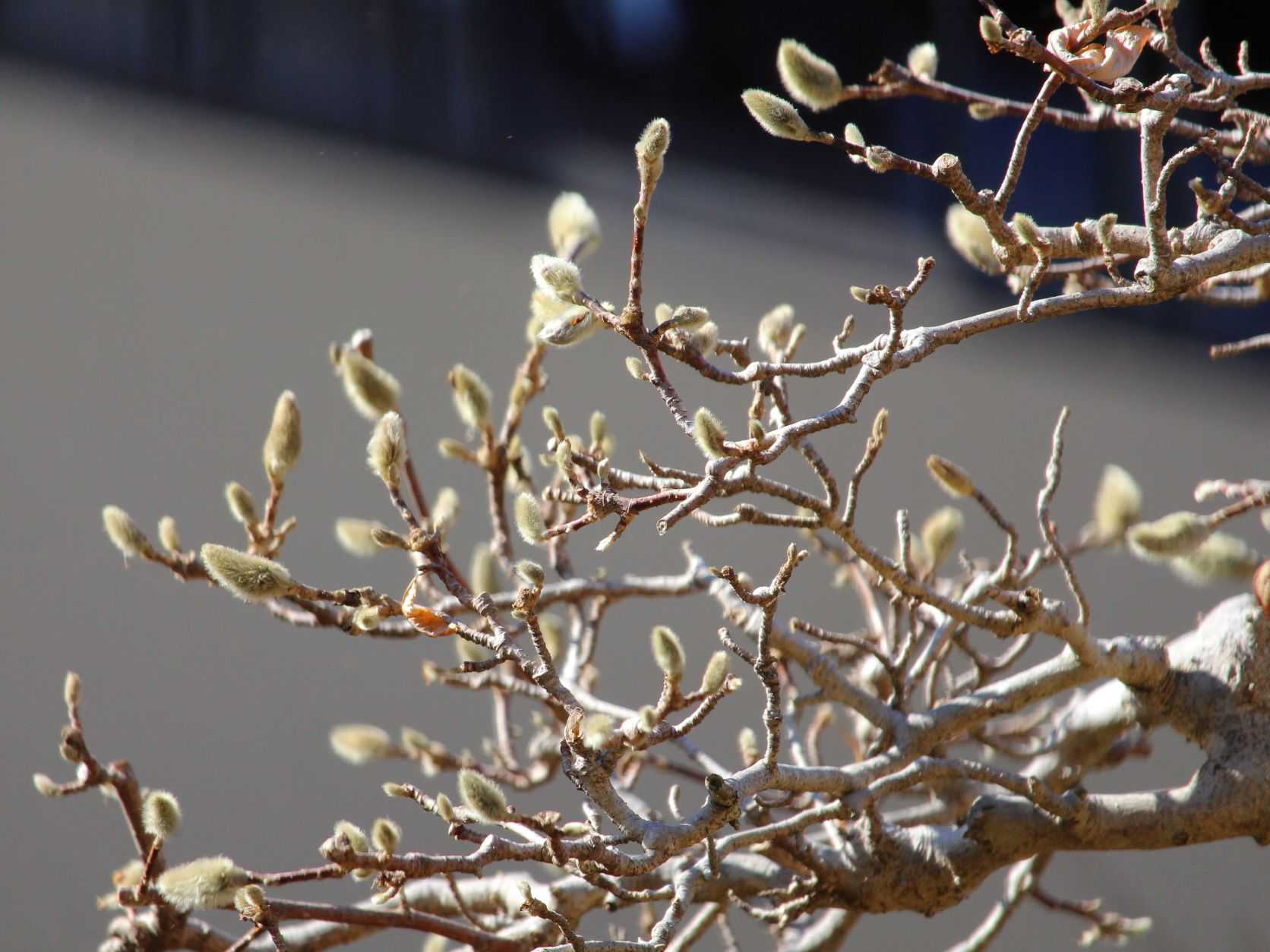 【雨水】草木が芽生える頃 | 花のおもてなし長生館スタッフのブログ - 楽天ブログ