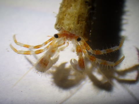 ヤドカリ69　ツノガイに入った深海性ヤドカリ