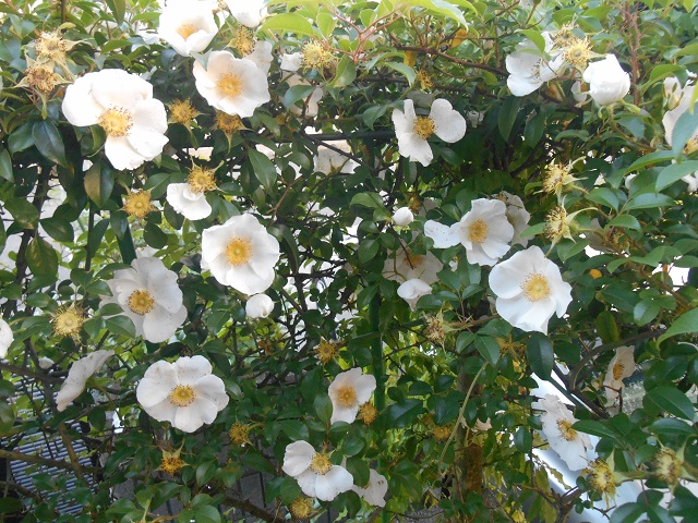 DSCN1799.JPG