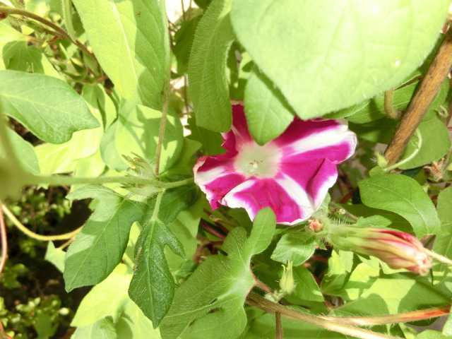 朝顔の花はまだ咲いていますが 種も出来てきました いしけいからの穏やかな日常と伝えたい思い 楽天ブログ