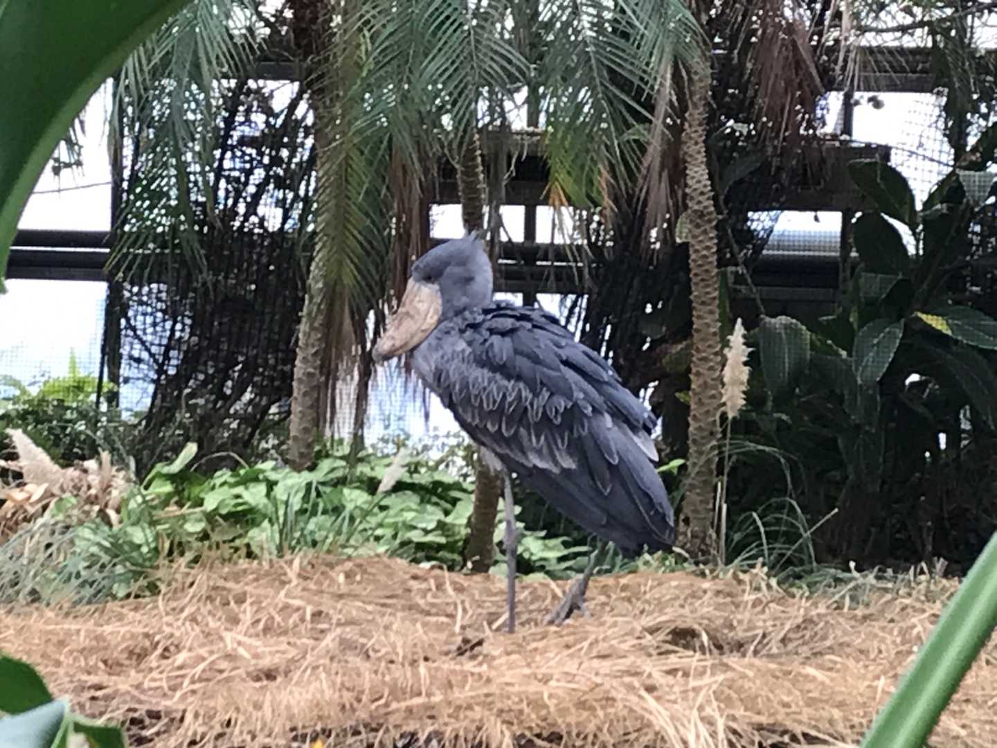 新着記事一覧 今日は誰と会えるかな だいたい東山動植物園 楽天ブログ