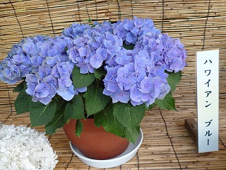 P1060790ss.jpg
