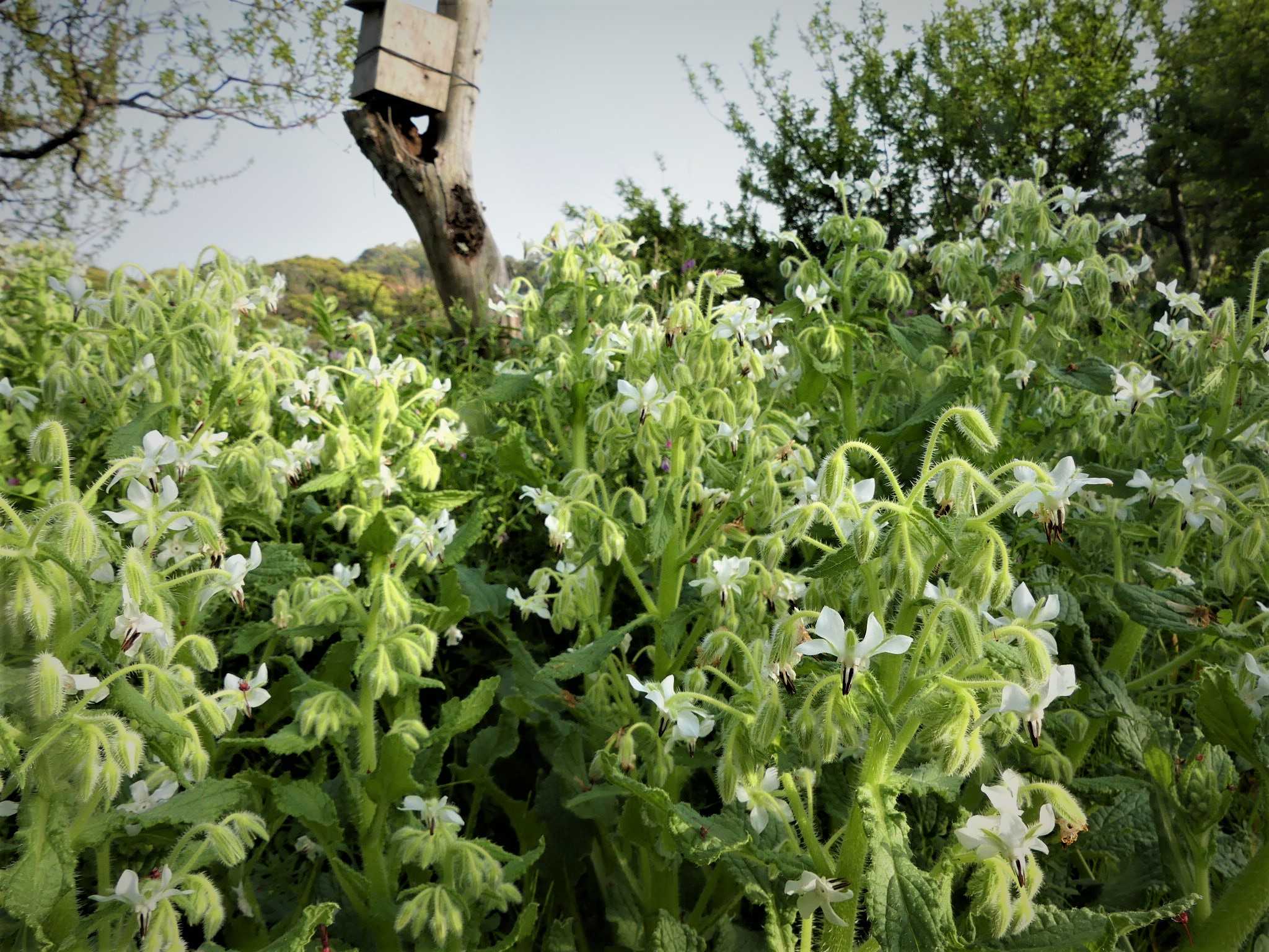 初めて咲いた ミニチューリップ ステラータ オープンガーデン 蕗のとう 楽天ブログ