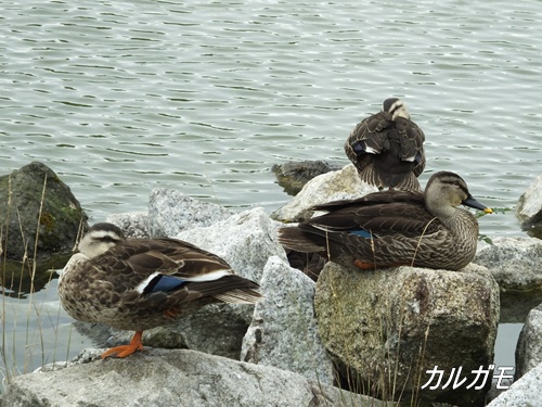 小池公園にて