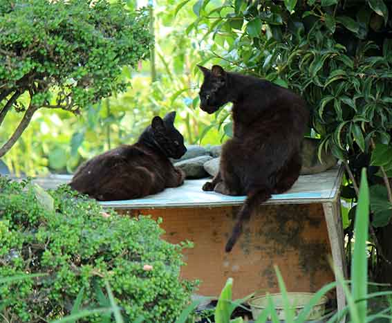 我が家のニャンコ♪2016/5/27-2