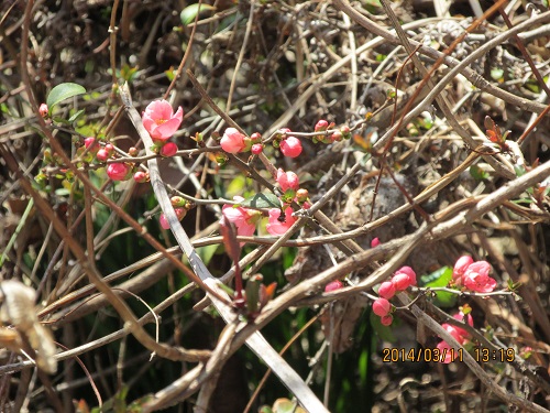 ボケの花