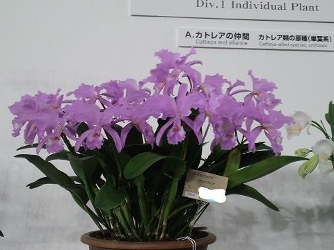 東京ドーム世界蘭展 | ラン好きのページ - 楽天ブログ