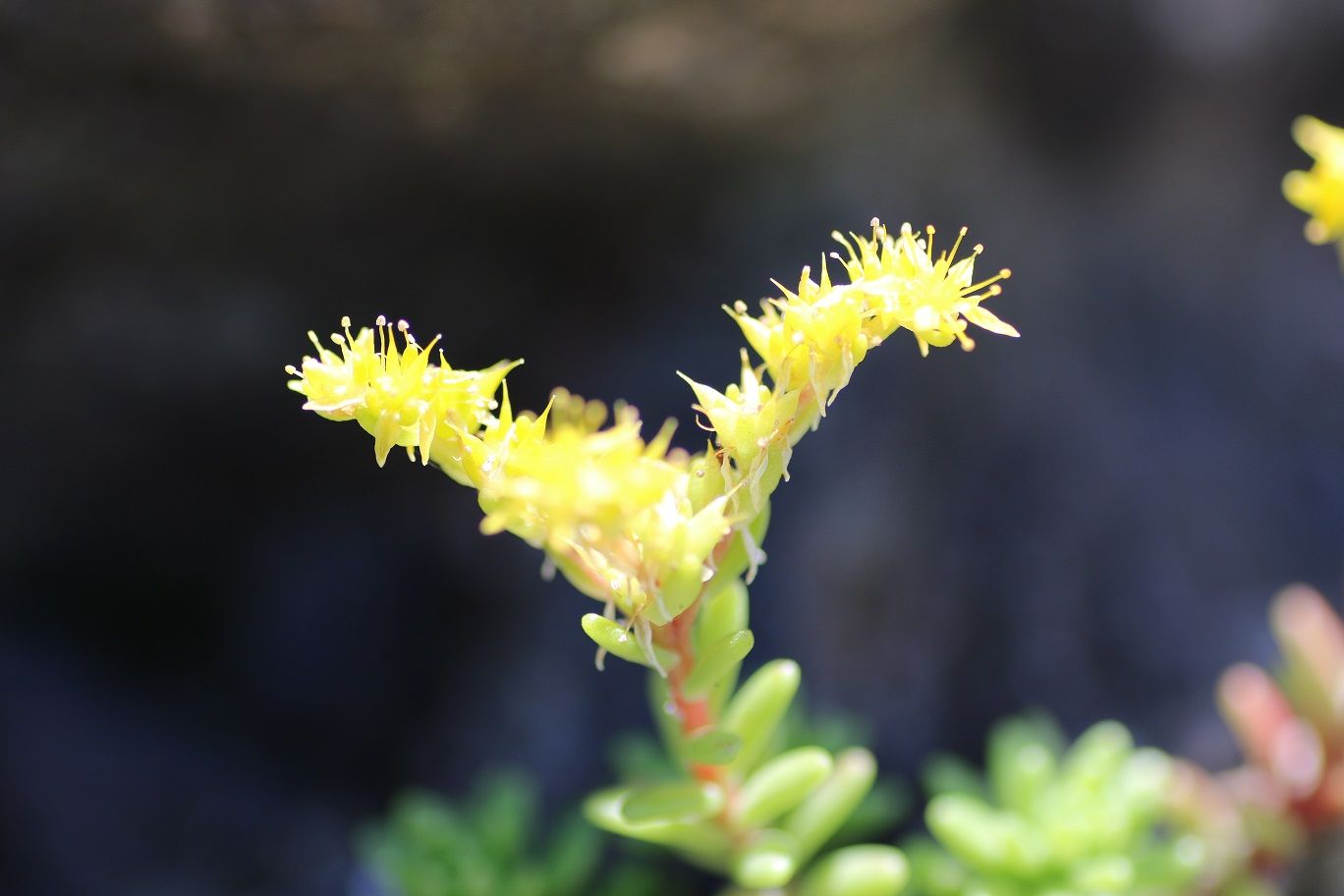 角田山のイワユリを見に 花蝶山星 楽天ブログ