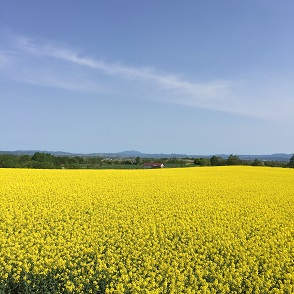 菜の花１０畑５.JPG