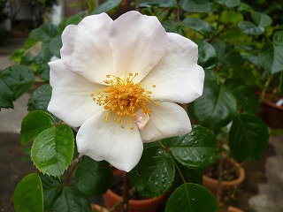 P1180590ss.jpg