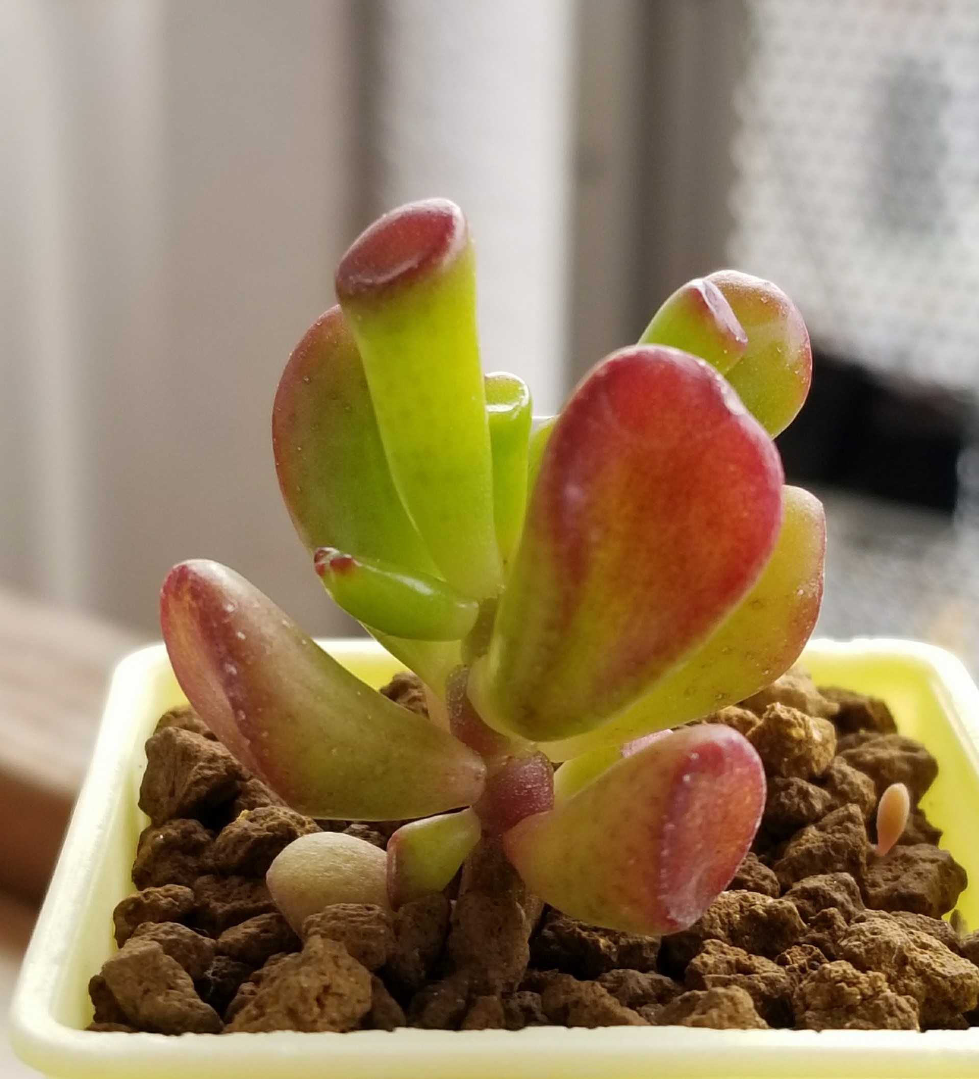 葉挿し デルオの多肉日記 楽天ブログ