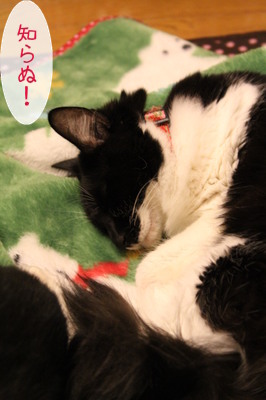 20121207111732_w_266_h_400_5819748.jpg
