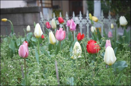 チューリップ160401