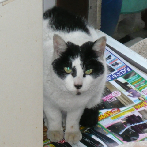 20121222ﾏｽｸ01.jpg