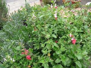 P1020100ss.jpg