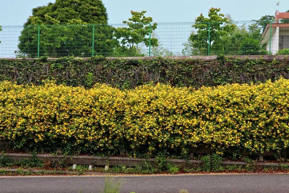 道路脇の 未央柳 清多夢くらぶ 楽天ブログ