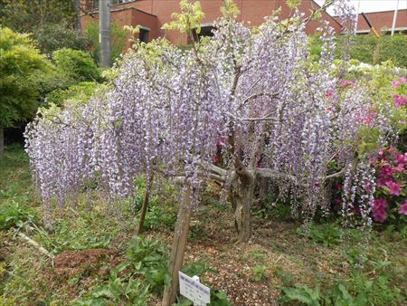 蓮華寺池公園　藤の花