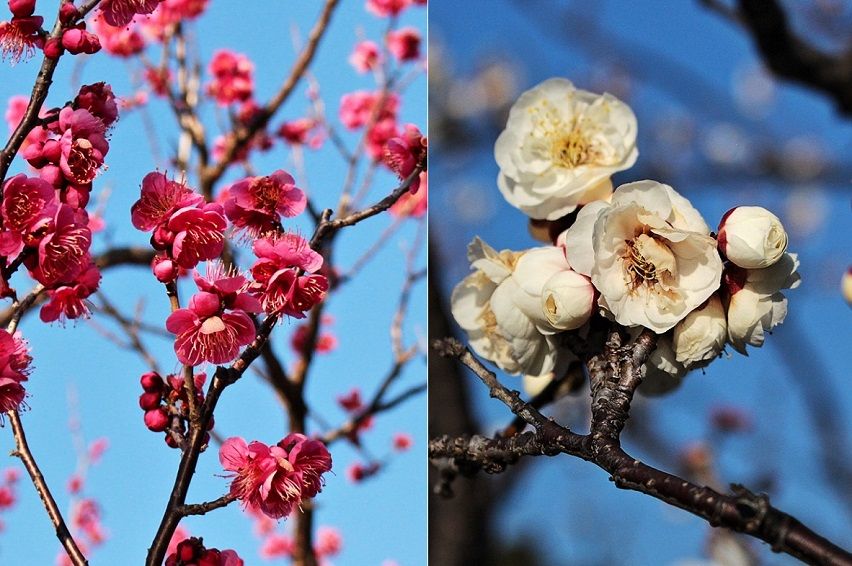 柏の葉 紅梅白梅 清多夢くらぶ 楽天ブログ