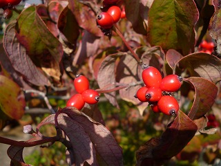 P1110806ss.jpg