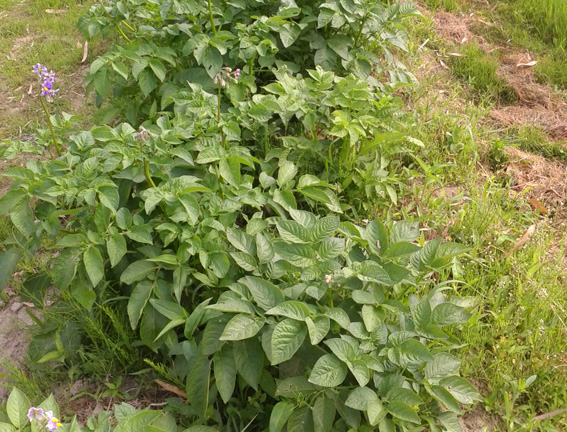 20160603肥料あり.jpg