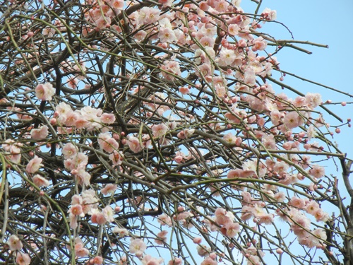 ご近所の梅の花