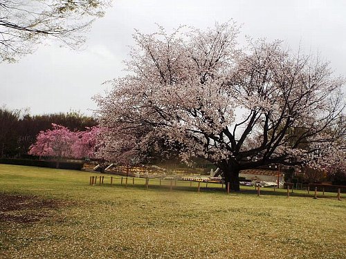chikouzankouen-51-b.jpg