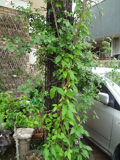 DSC05271.jpg