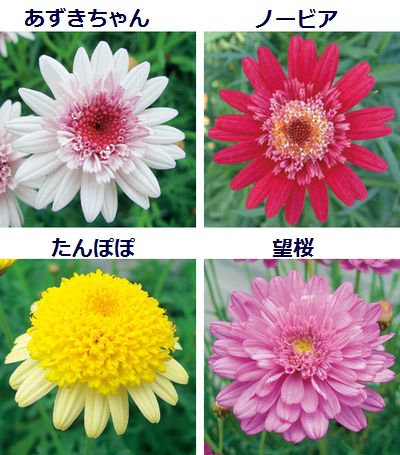 「タキイ種苗」のマーガレット