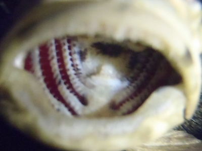 Opistognathus latitabundus（Blotched Jawfish）14