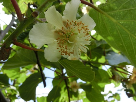 キーウィの花