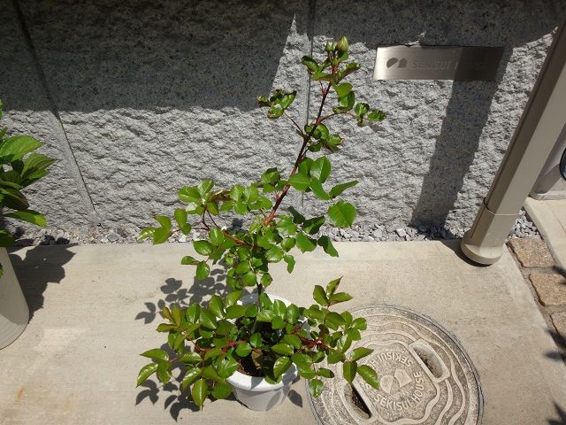 挿し木バラの成長 0429 週末の庭いじり 楽天ブログ
