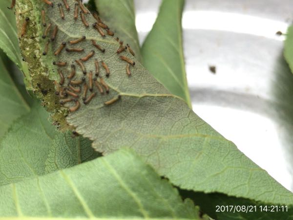 いまの時期 毛虫 青虫に注意 週末は田舎で野良仕事 楽天ブログ