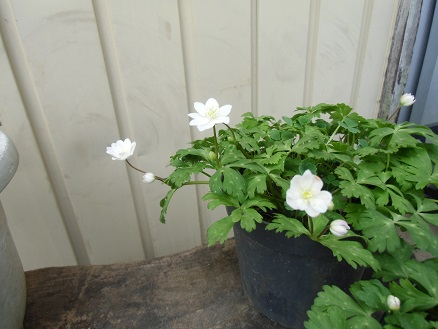 20130501ニリンソウ.jpg