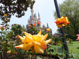 Flower114