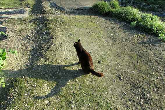 我が家のニャンコ♪2016/4/30-4