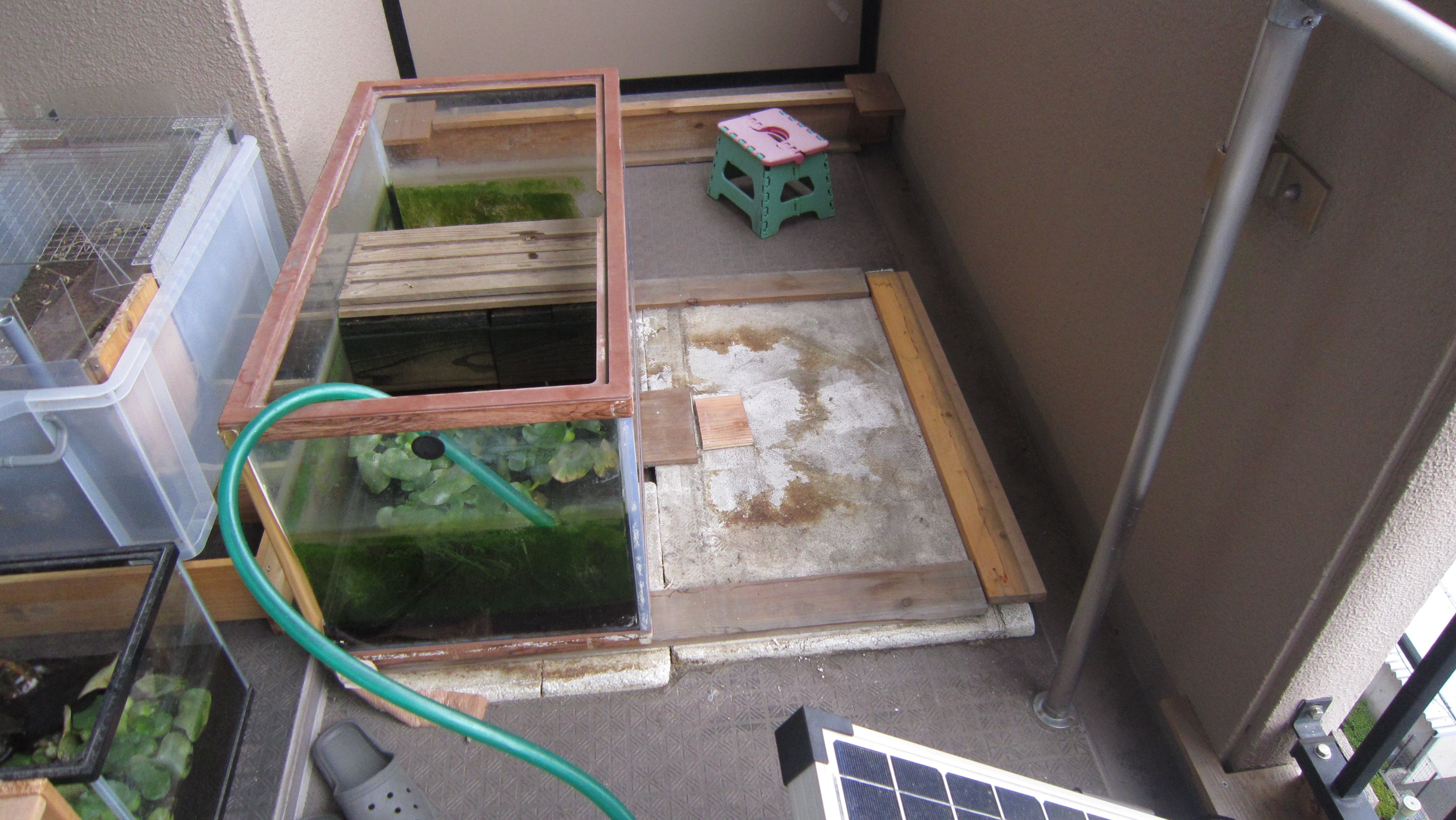 毎年恒例の秋のイシガメ水槽の移動 イシガメの水換えいらずの飼育 楽天ブログ