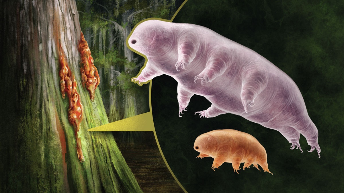 活動を停止した「乾眠」で過去何度もの大量絶滅を生き延びたクマムシの進化 | 政治、現代史、進化生物学、人類学・考古学、旅行、映画、メディアなど ...