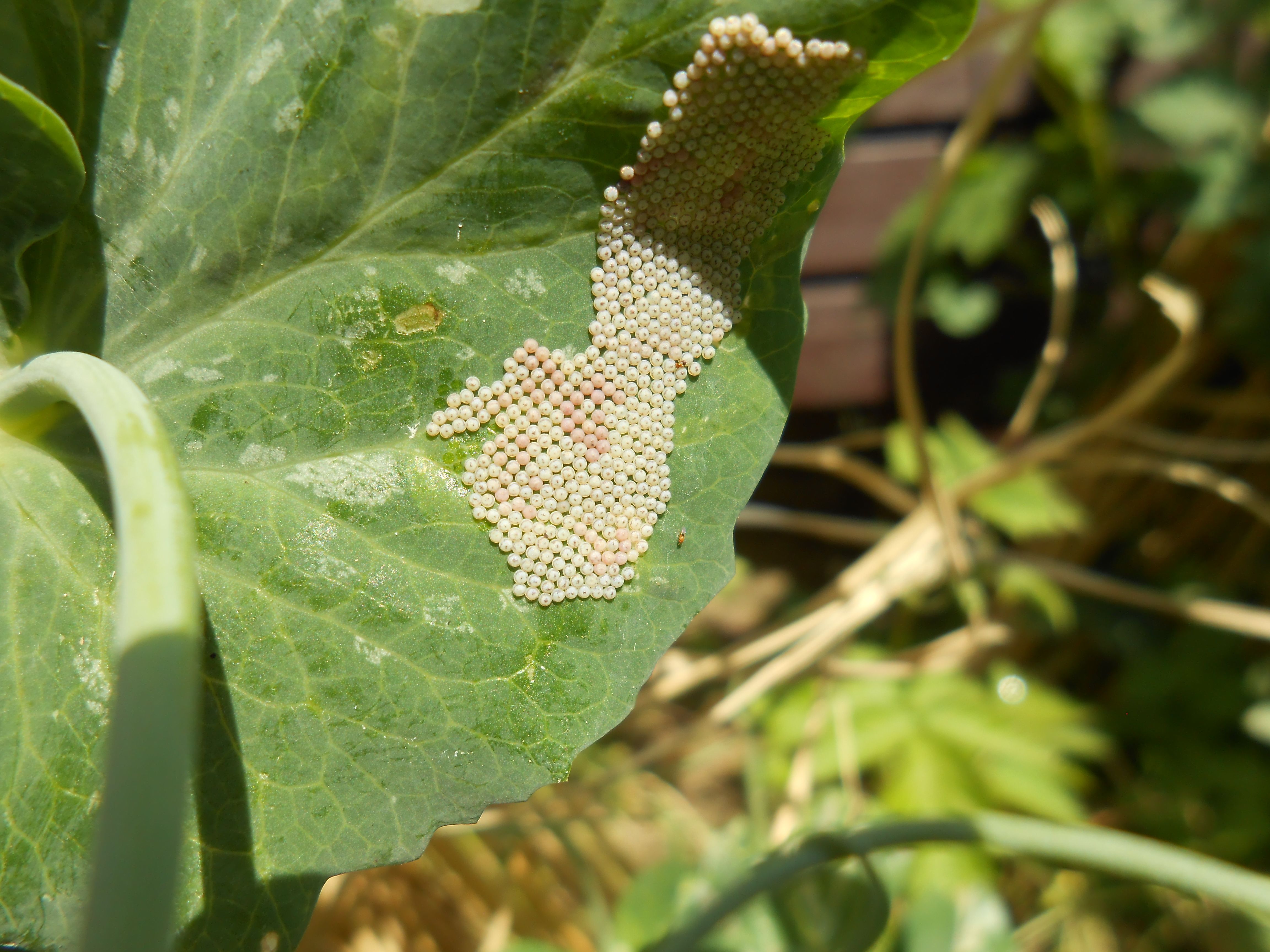 グリンピースの収穫 虫の写真要注意 てしごと 庭しごと 楽天ブログ