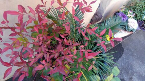 rblog-20181211051022-00.jpg