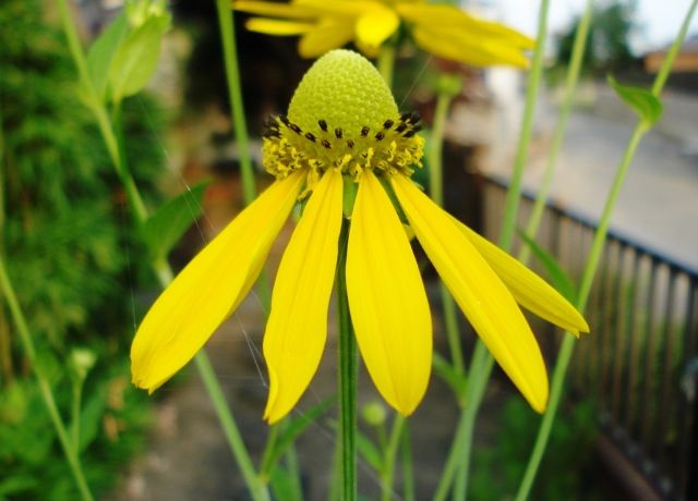 大反魂草の花 花と蕎麦とリハビリと 楽天ブログ