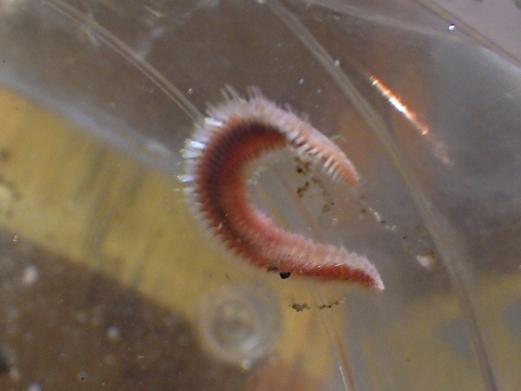 ウミケムシ類の疑い2　水深350mの沈木の生体　熊野灘